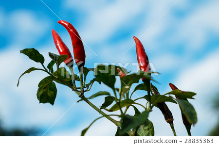 Chili tree Chili tree 28835363