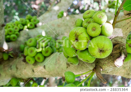 Ficus carica tree, Ficus racemosa tree Ficus carica tree, Ficus racemosa tree 28835364