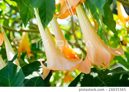 Dutara flower on tree Dutara flower on tree 28835365