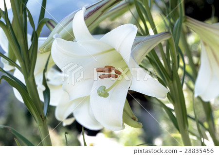 Material of lily corolla of Shin-ichira Yuri (Shin-tepo lily) 28835456