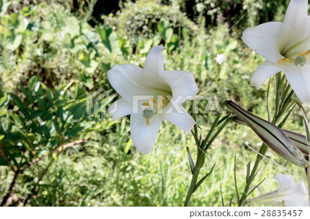 Material of lily corolla of Shin-ichira Yuri (Shin-tepo lily) 28835457