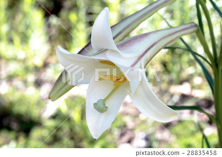 Material of lily corolla of Shin-ichira Yuri (Shin-tepo lily) 28835458