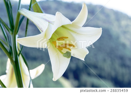 Material of lily corolla of Shin-ichira Yuri (Shin-tepo lily) 28835459