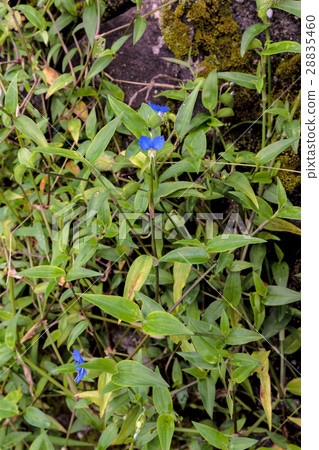 草和帽子花的庫存數據（Tsutsukusa·Boshibana） 28835460