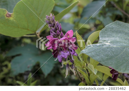 Kuzu·Houkusou（Kuzu / Ullamsusa）花序材料概述 28835462