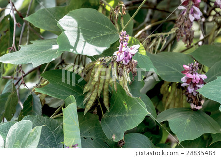 Materials of the results of the results of Kuzu · Hanbana (Kuzu Ullamusa) 28835483