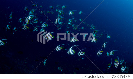 Murehatatate dai 28835489