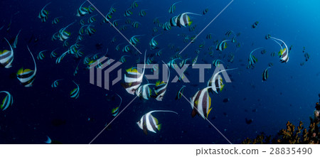 Murehatatate dai 28835490