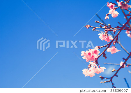 Spring cherry blossom. Nature background. Spring cherry blossom. Nature background. 28836007