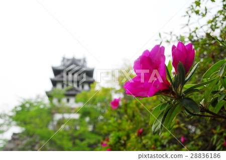 洲本城堡遺址和杜鵑花 28836186