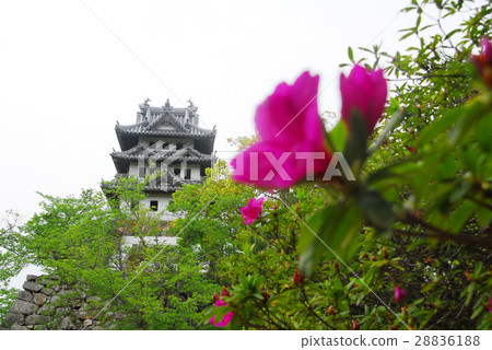 洲本城堡遺址和杜鵑花 28836188