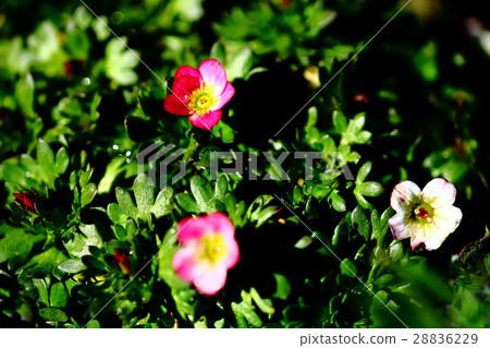 Cute Western Spider Flower Flower Cute Western Spider Flower Flower 28836229
