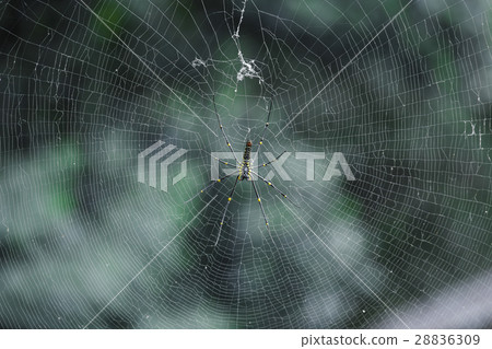 spider in the web on tree 28836309
