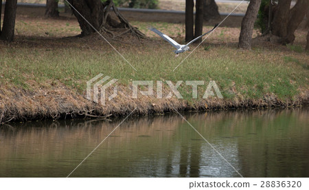 Openbill birds are on the canal 28836320