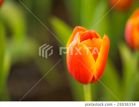 Orange tulips in the garden. Orange tulips in the garden. 28836334