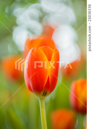 Orange tulips in the garden. 28836336