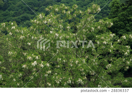 花卉假金合歡忠見町 28836337