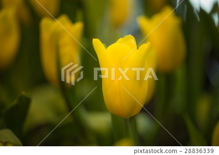 Yellow tulips in the garden. Yellow tulips in the garden. 28836339
