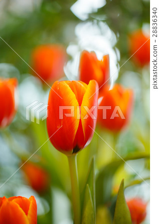 Orange tulips in the garden. 28836340