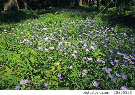 Miyamayomena Todami cho 28836558