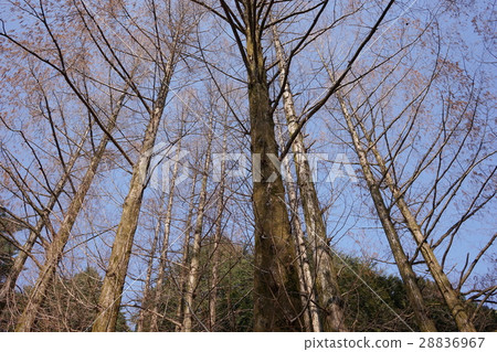 Fuyuki Metasequoia Fuyuki Metasequoia 28836967