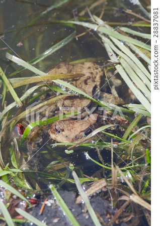 Reproduction of the frogs - mating of toads 28837081