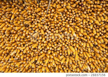 background of the corn on cob 28837156