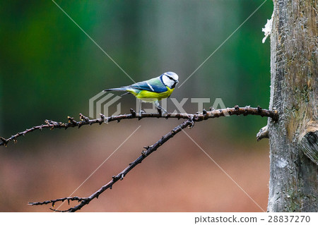 Blue Tit Bird sitting on a stump Blue Tit Bird sitting on a stump 28837270