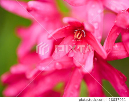 鹿兒島縣南九州市Chiraicho 28837931