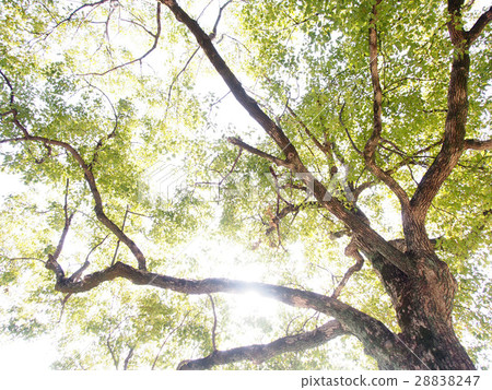 一棵大樹在公園裡 一棵大樹在公園裡 28838247