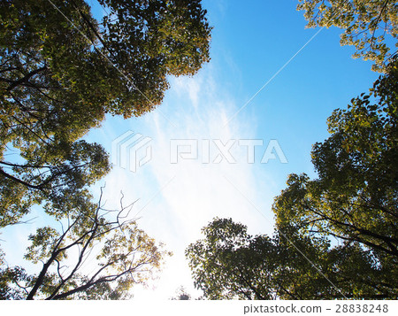 A big tree in the park 28838248