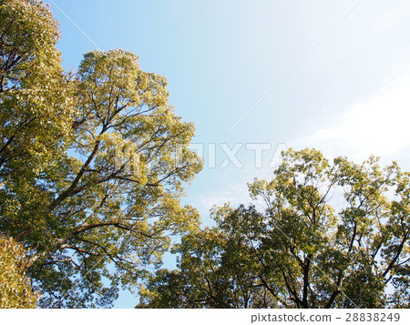 A big tree in the park 28838249