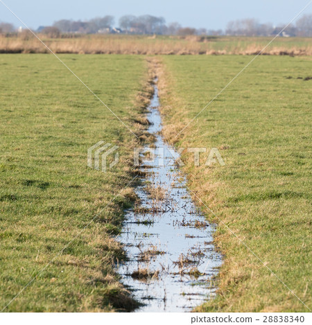 Ditch and meadows in waterland Friesland Ditch and meadows in waterland Friesland 28838340