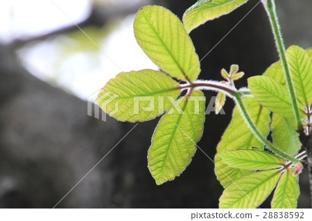 Megusurinoki leaf (eye drop) Megusurinoki leaf (eye drop) 28838592