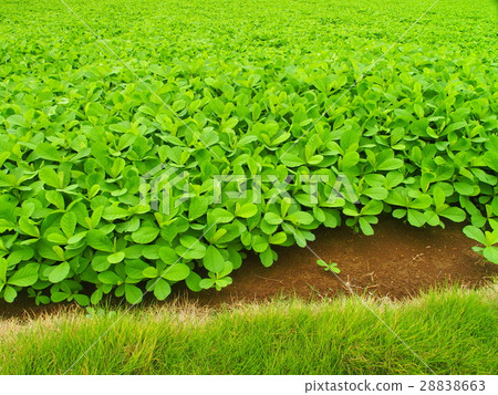 生長在領域的野生植物 28838663