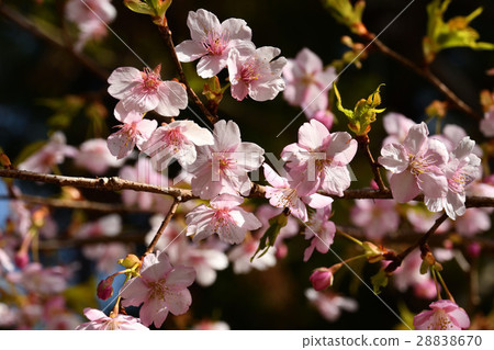 櫻花櫻 28838670