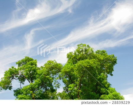 Late summer Kusunoki 28839229