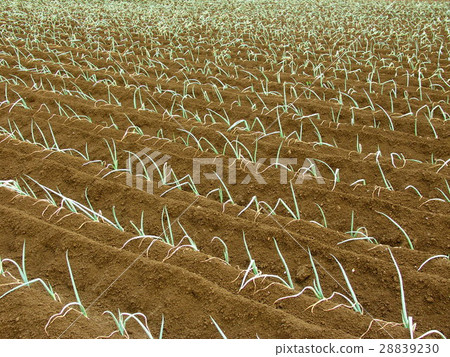 Autumn leeks field 28839230