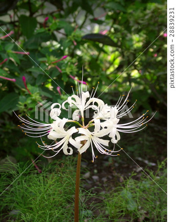 White cluster amaryllis White cluster amaryllis 28839231