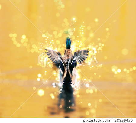 Mallard duck with shimmering scene, photo filter 28839459