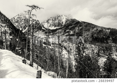 Forest after natural disaster in High Tatras Forest after natural disaster in High Tatras 28839497