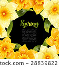 Elegant background with yellow daffodil narcissus 28839822