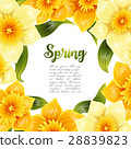 Elegant background with yellow daffodil narcissus 28839823