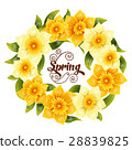 Elegant background with yellow daffodil narcissus 28839825