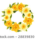 Elegant background with yellow daffodil narcissus 28839830