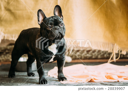 Young Black French Bulldog Dog 28839907