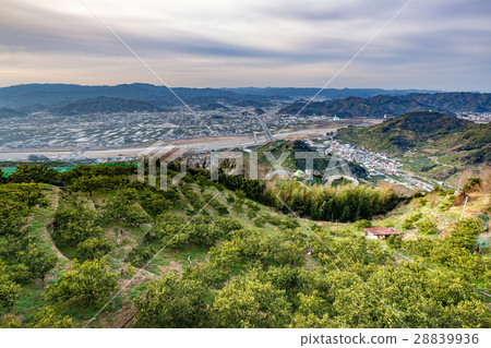 View from the hill of Mikan 28839936