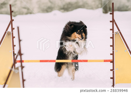 Young Shetland Sheepdog, Sheltie, Collie Playing 28839946