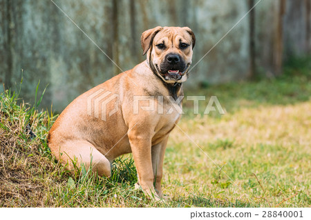 Ca De Bou Or Perro De Presa Mallorquin Puppy Sit Ca De Bou Or Perro De Presa Mallorquin Puppy Sit 28840001