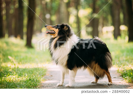 Scottish Rough Long-Haired Collie Lassie Adult Dog 28840002